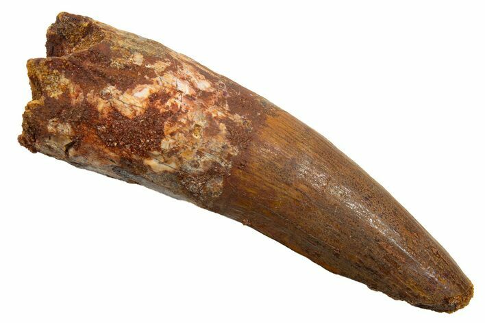 Fossil Spinosaurus Tooth - Real Dinosaur Tooth #330036